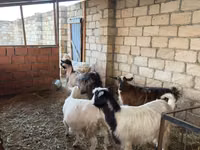 عنزة, الماعز — الصورة 4