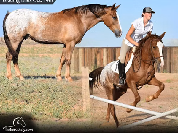 حصان, Appaloosa