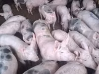 Eber, Schweine — Foto 2