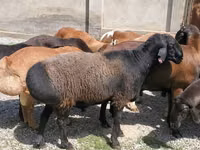 मेढ़ा, भेड़ — फ़ोटो 4