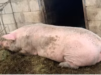 Scroafă, Porci — foto 2