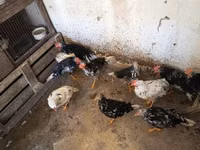 Chickens — 7-rasm
