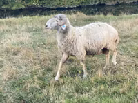 Qoʻchqor, Karakul sheep — 5-rasm