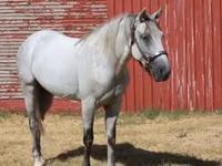 حصان, Tennessee Walking Horse — الصورة 5