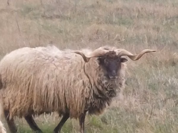 公羊, Sheep