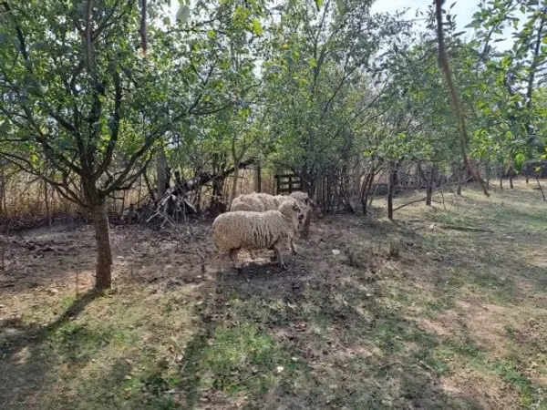 كبش, Tsigai sheep
