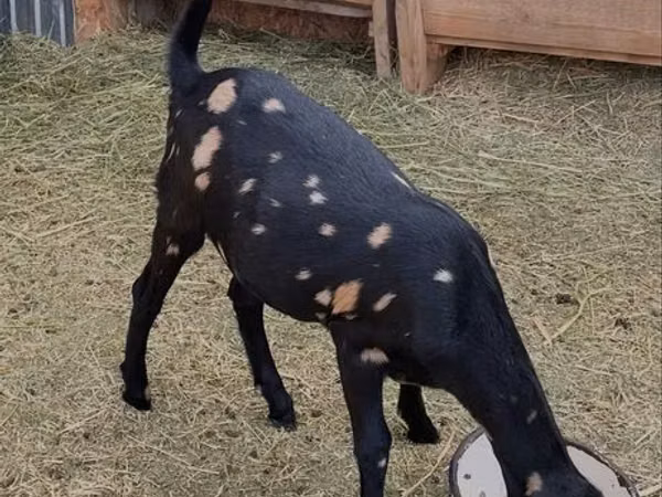 Capră, Kamori goats