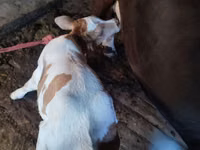 Cow, Brown Mountain — photo 6