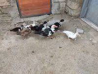 Ducks — फ़ोटो 8