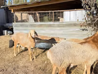 Qoʻchqor, Edilbay sheep — 3-rasm