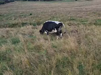 गाय, Russian Black pied cattle — फ़ोटो 2