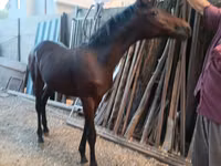 Cavalo, French Trotter — foto 6