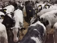 Rinder (Partie, Geschlecht nicht angegeben), Russian Black pied cattle — Foto 5