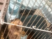 7 ədəd hamster və qəfəs dəsti - Növ: xırda ev heyvanı (hamster) - — сүрөт 4