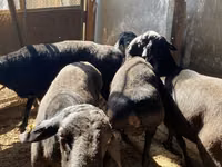 Ram, Sheep — photo 6