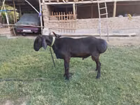 Ram, Arashan sheep — photo 1