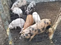 公猪, Pigs — 照片 5