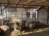 نعجة, Rhon sheep — الصورة 2