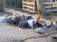 Guinea fowl — photo 4