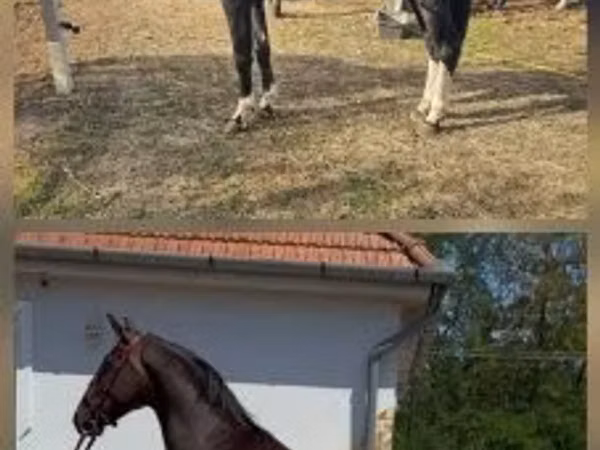 Hengst, Dutch warmblood horse