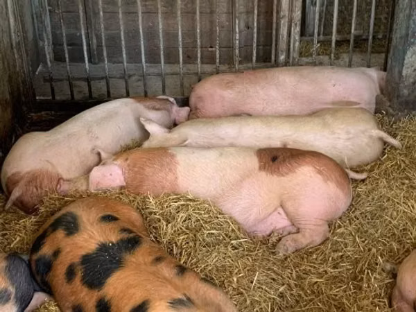 Säue, Schweine