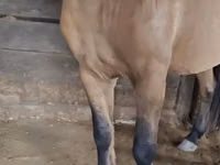 घोड़ा, Mugalzhar horse — फ़ोटो 2