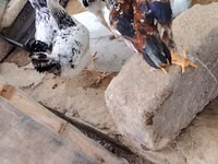 Toyuq/xoruz üçün açıq hava qəfəsi və kiçik toyuq daxması - Material — الصورة 4