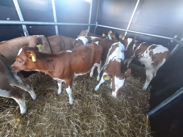Bull, Simmental cattle