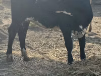 بقرة, Swiss cattle — الصورة 7