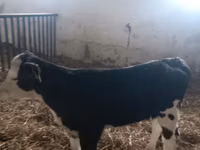 Sigir, Simmental cattle — 2-rasm