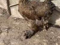 براهما — الصورة 3