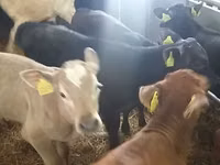 公牛, Cattle — 照片 2