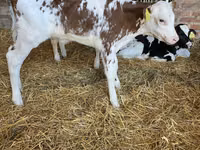 Bovine (lot, sex nespecificat), Aberdeen-Angus — foto 4