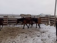 Mare, Horses — photo 4