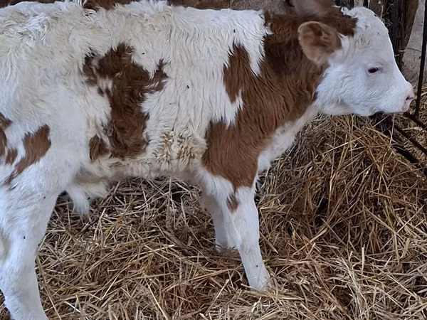 Toro, Simmental cattle