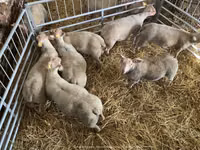 Sheep, Charollais sheep — photo 4