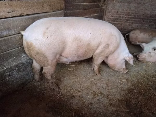 Scroafă, 