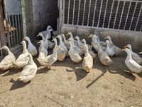 Ducks — foto 2