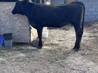 母牛, Aberdeen-Angus — 照片 4