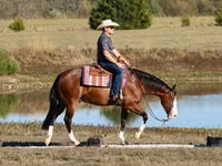 公马, Quarter Horse — 照片 3