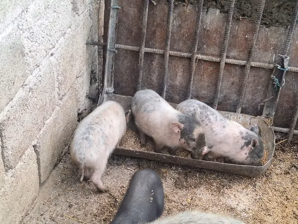 Scroafă, 