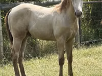 At, Kentucky mountain daddle horse — foto 2