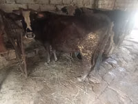 गाय, मवेशी — फ़ोटो 1