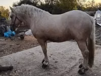 公马, Horses — 照片 3