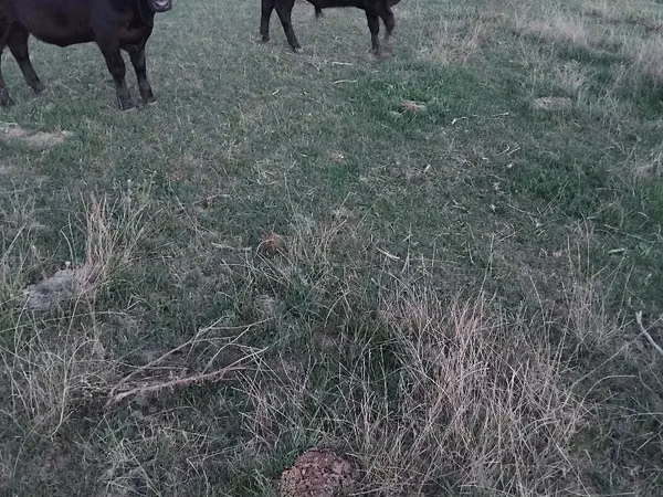 Kuh, Aberdeen-Angus