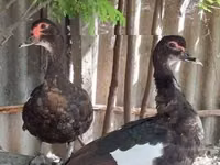 मुलार्ड — फ़ोटो 5