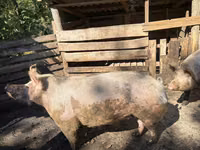 Scroafă, Porci — foto 3