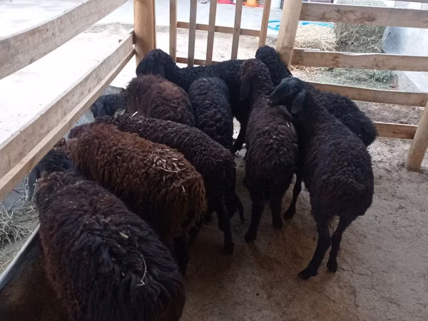 Oaie, Tajik sheep