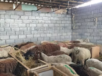 भेड़, Beulah Speckled face sheep — फ़ोटो 7