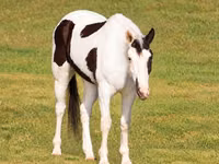 Cal, American paint horse — foto 3